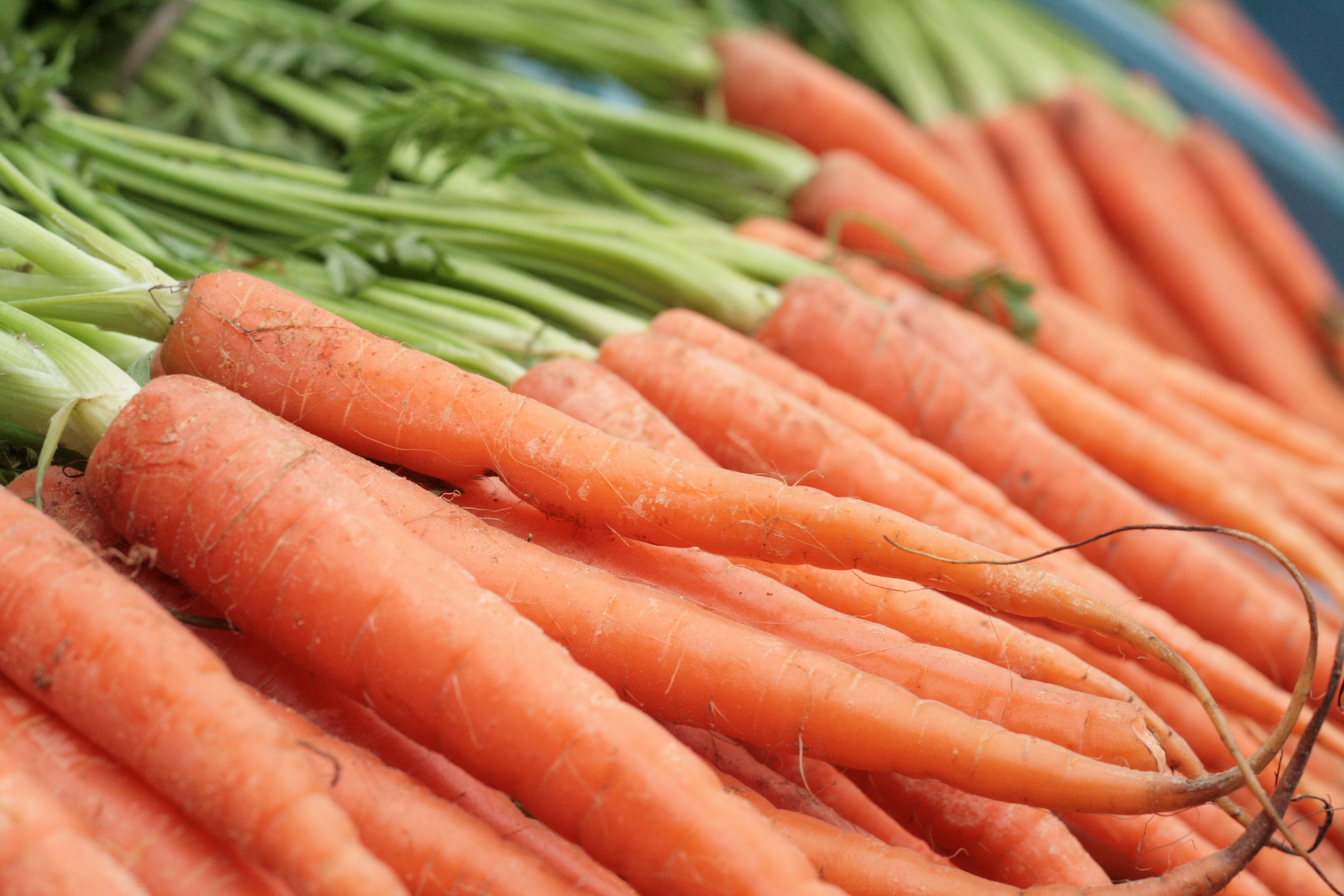 Carrots.JPG