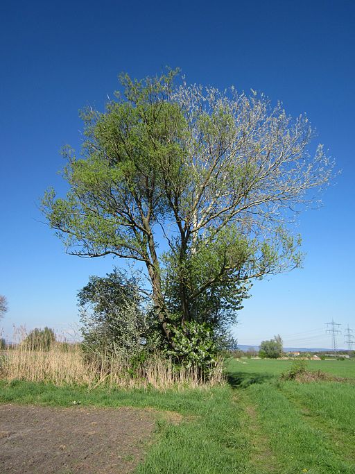 Baum Weide Pappel