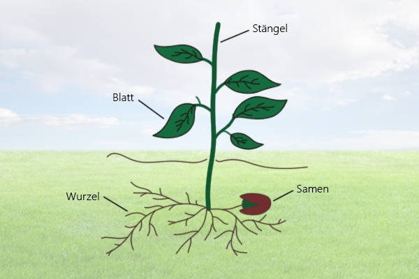 Vom Samen zur Pflanze. Wie ist eine Pflanze aufgebaut?