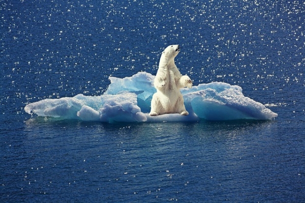 Eisbären im Polarmeer