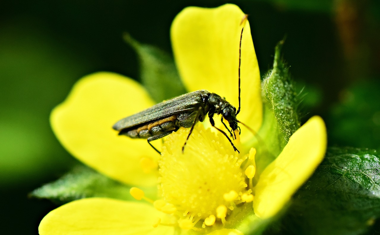 Warum sind Insekten so wichtig?